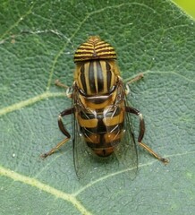 Eristalinus sexvittatus