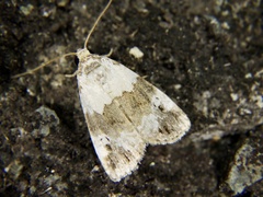 Maliattha signifera