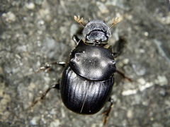 Onthophagus lenzii