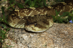 Crotalus molossus molossus