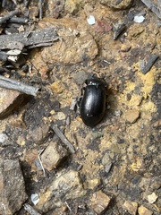 Lepispilus stygianus