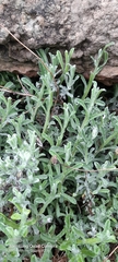 Helichrysum odoratissimum