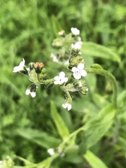Cynoglossum australe