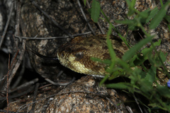 Crotalus molossus molossus