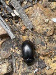 Lepispilus stygianus