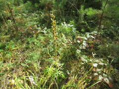 Aconitum barbatum