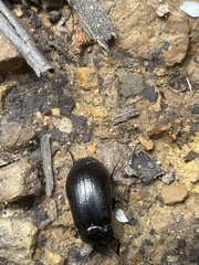 Lepispilus stygianus