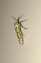 Atteva aurea