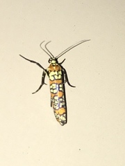 Atteva aurea
