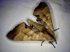 Marumba echephron