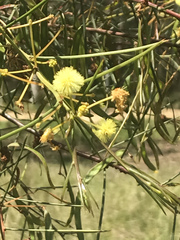 Acacia genistifolia
