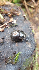 Victaphanta compacta