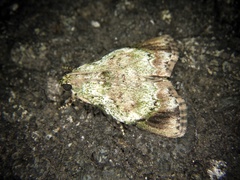 Orthaga euadrusalis