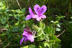 Pelargonium cucullatum cucullatum