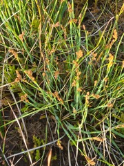 Eurychorda complanata