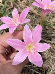Zephyranthes robusta