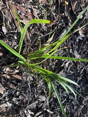 Dianella brevipedunculata