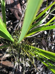 Dianella brevipedunculata
