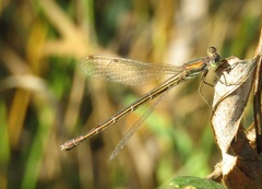 Lestes virens vestalis