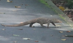 Varanus nebulosus