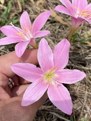 Zephyranthes robusta