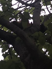 Trichosurus vulpecula