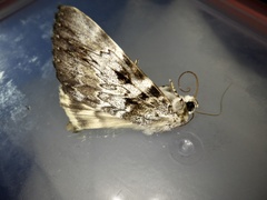 Catocala intacta intacta