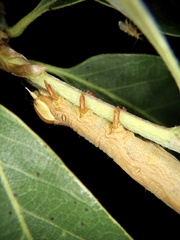 Thyas juno