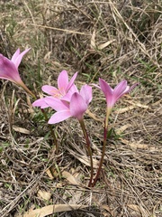 Zephyranthes robusta
