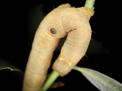 Thyas juno