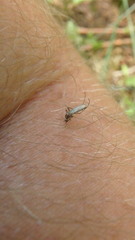 Aedes trivittatus