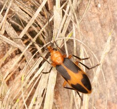 Ditylomorphus inconstans