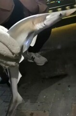 Scoliodon macrorhynchos