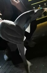 Scoliodon macrorhynchos