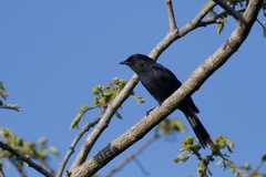 Melaenornis pammelaina
