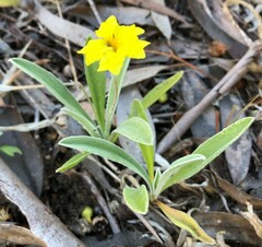 Goodenia willisiana