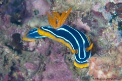 Chromodoris kuiteri