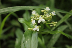 Tripogandra serrulata