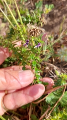 Cullumia setosa setosa