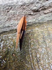 Charaxes
