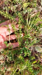 Cullumia setosa setosa
