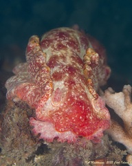 Hexabranchus sanguineus