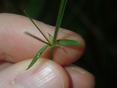 Galium leiocarpum