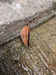 Charaxes