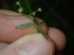 Galium leiocarpum