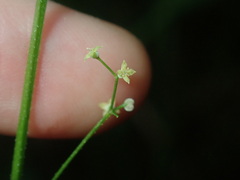 Galium leiocarpum