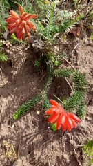 Erica cerinthoides cerinthoides