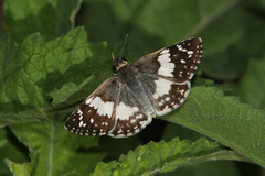 Heliopetes domicella