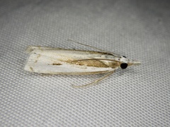 Crambus argyrophorus