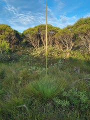 Xanthorrhoea fulva